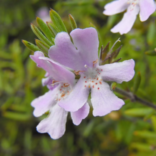 Light purple flower with 5 petals, subtly notched, and tiny red spots. Green leaves in soft focus.
