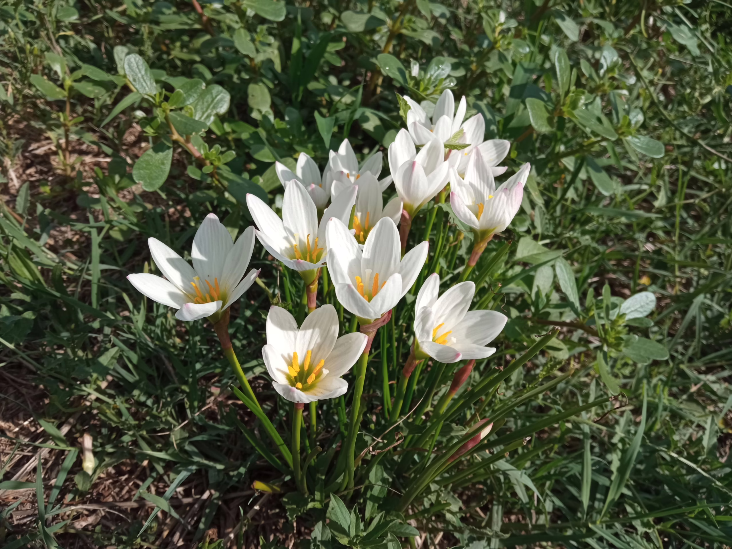 Cluster of delicate white Rain Lilies (Zephyranthes candida) with bright yellow stamens, blooming amongst lush green foliage in a garden setting.