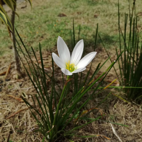 Delicate white Rain Lily flower blooming with yellow stamen, surrounded by slender green leaves and dry grass.