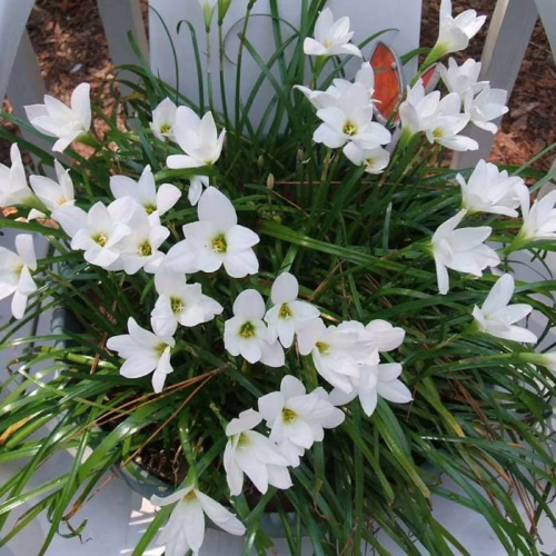 A lush pot of Rain Lilies (Zephyranthes candida) bursting with delicate white, star-shaped blooms and vibrant green foliage, perfect for adding charm to any garden space.