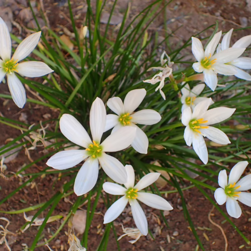 A cluster of delicate white rain lilies with bright yellow centers bloom amidst lush green foliage, set against a backdrop of rich brown soil.