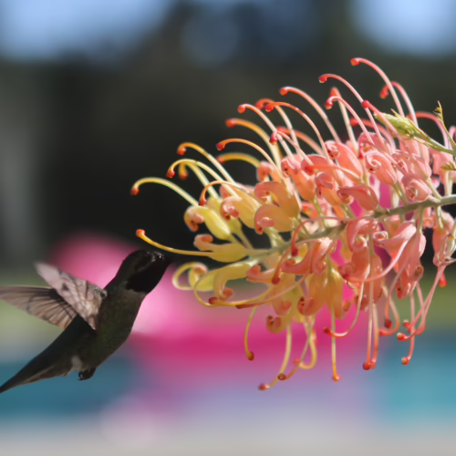 A hummingbird hovers, feeding from the delicate, peachy-pink and yellow blossoms of a Grevillea ‘Peaches and Cream’ PVR plant.