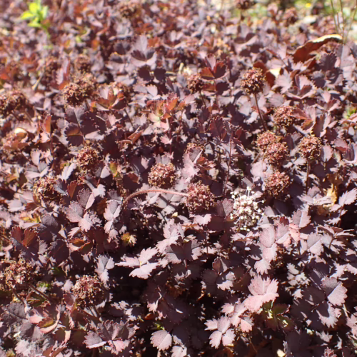 Acaena inermis 'Purpurea' groundcover with deep burgundy, serrated leaves and small, reddish-brown flower heads, creating a dense, textured carpet