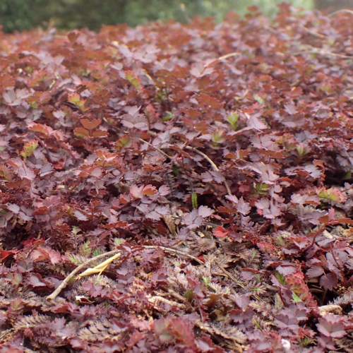 Acaena inermis 'Purpurea' ground cover with dense, small, deep purple-red, fern-like leaves forming a textured mat, ideal for rock gardens and borders.