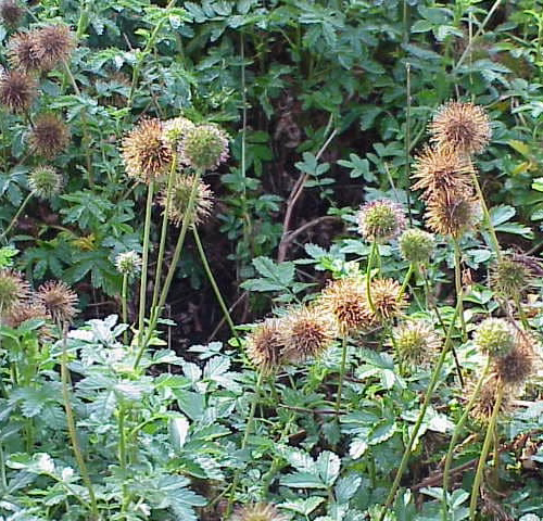Acaena novae-zelandiae plants with spiky seed heads and serrated green leaves, growing in a dense, natural setting