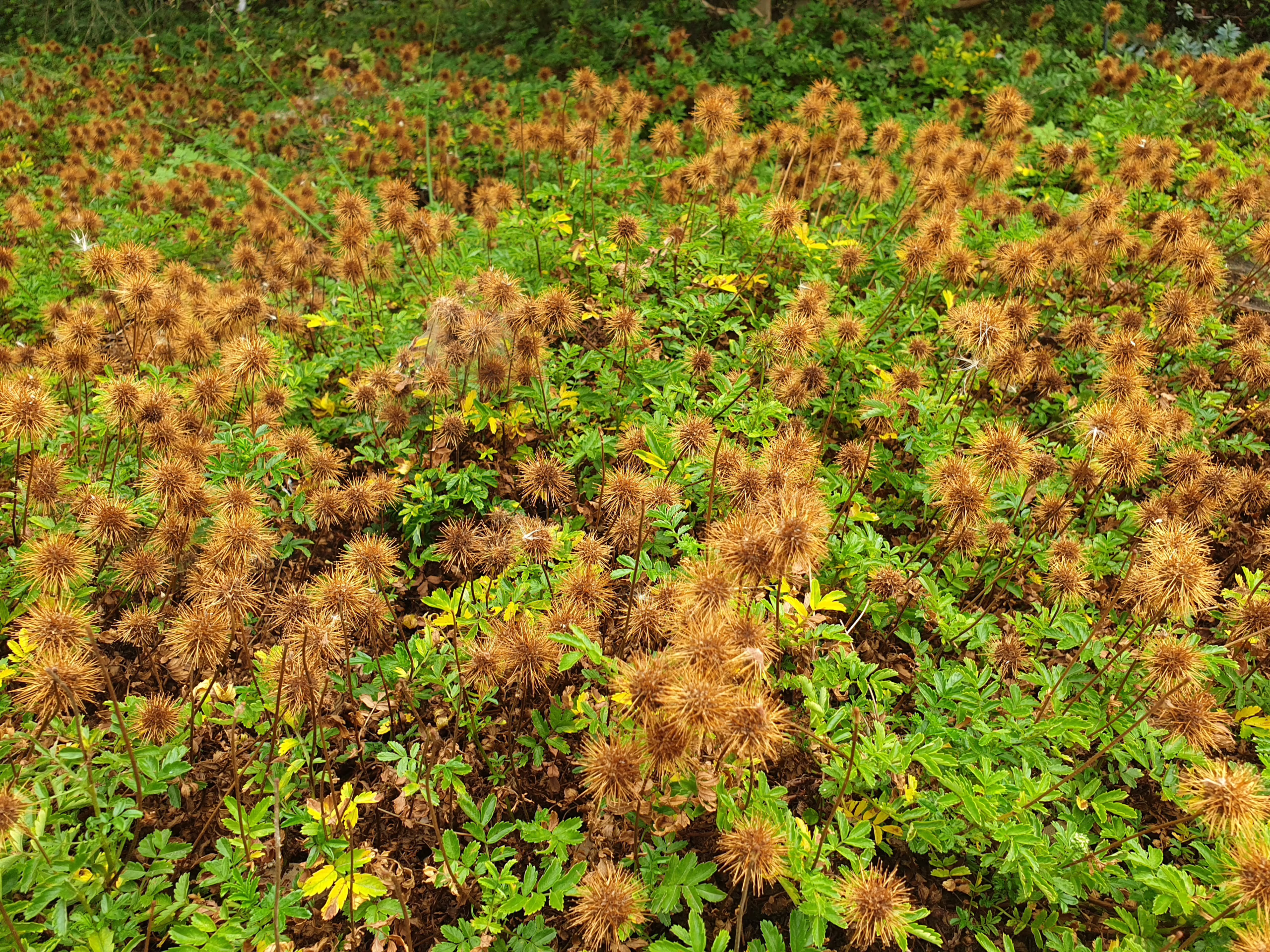 Acaena novae-zelandiae plants with spiky, dried seed heads and green foliage, creating a textured ground cover