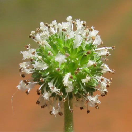 Acaena novae-zelandiae seed head with delicate white petals and brown stamens against a blurred green and brown background