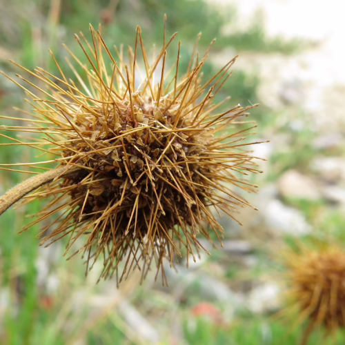 Acaena novae-zelandiae seed head, a spiky brown burr with fine needle-like spines, on a thin stem against a blurred green and white background.