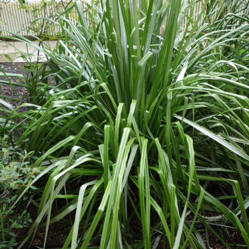 A dense clump of Astelia banksii, a New Zealand native plant, with long, strap-like, silvery-green leaves arching outwards.