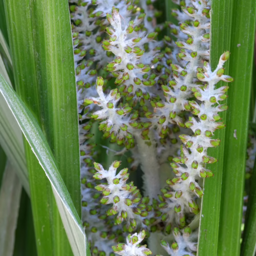 Astelia banksii plant showcasing its striking white flower spikes with green tips, surrounded by long, glossy green leaves