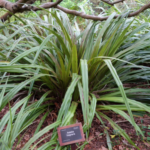 Lush Astelia fragrans plant with long, strappy, variegated green and silver leaves forming a dense clump, ideal for ornamental gardens.