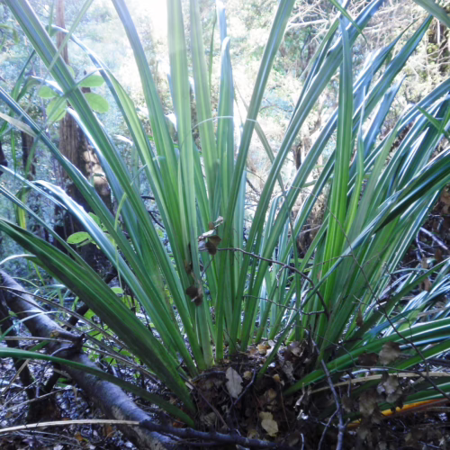 Astelia fragrans, a lush plant with long, sword-like, silvery-green leaves radiating from a central base, thrives in dappled forest light.