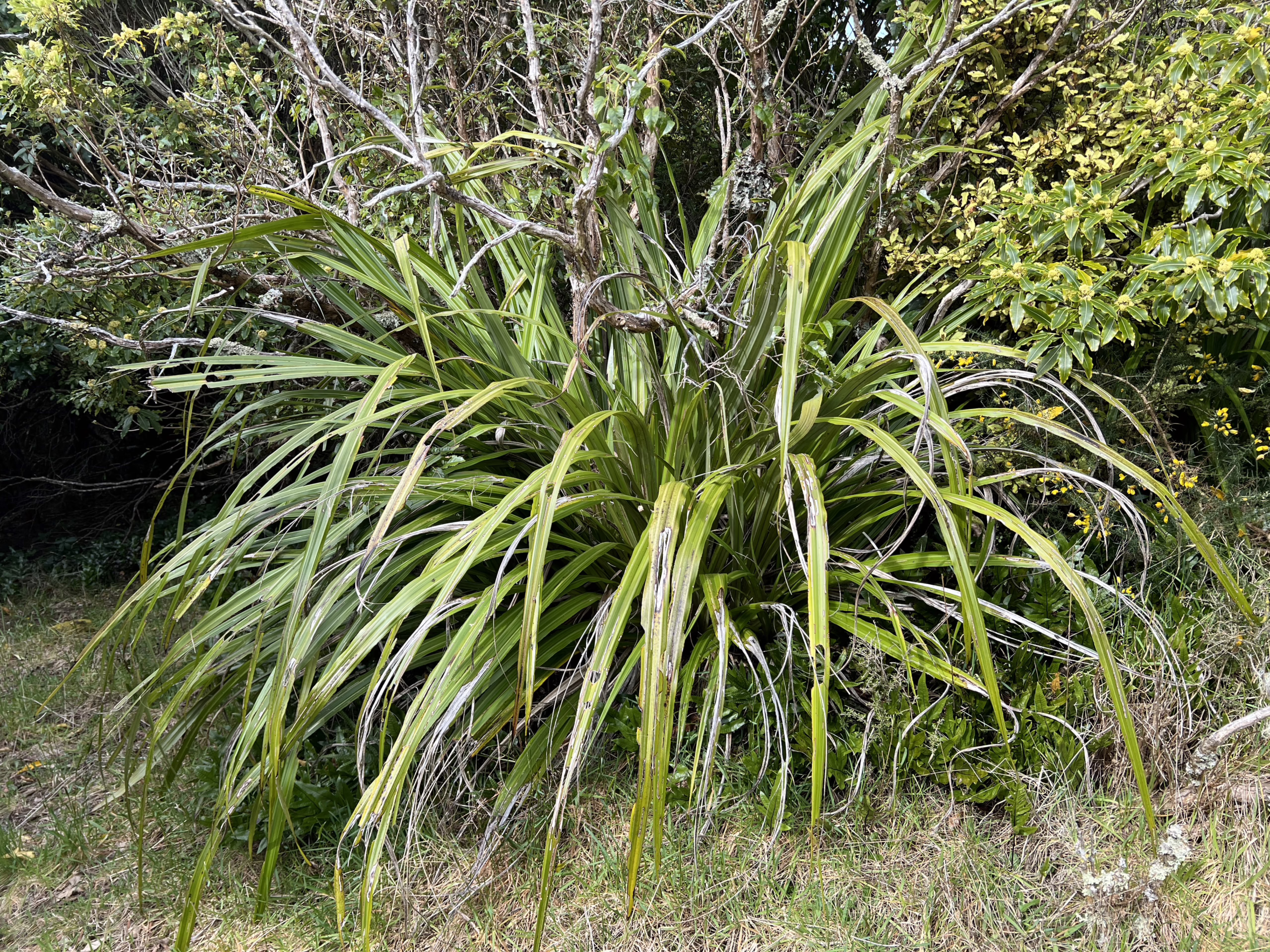 Astelia fragrans plant with long, arching, sword-shaped leaves in shades of green and silver, thriving in a natural outdoor setting