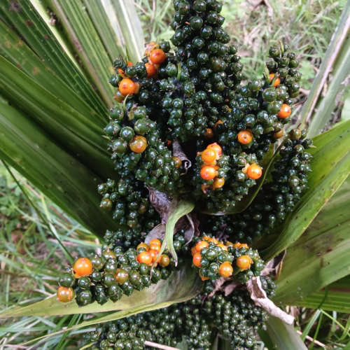 Astelia fragrans plant with clusters of glossy dark green berries and bright orange fruit, set against long, sword-shaped green leaves
