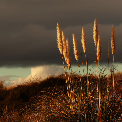 Golden Austroderia plumes catch the late sun against a dramatic, stormy sky, highlighting the natural beauty of this ornamental grass