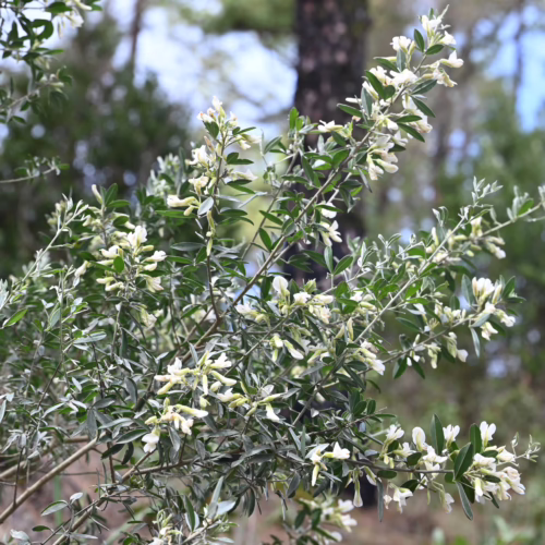 Chamaecytisus proliferus plant with delicate white flowers and green leaves, blooming in natural sunlight