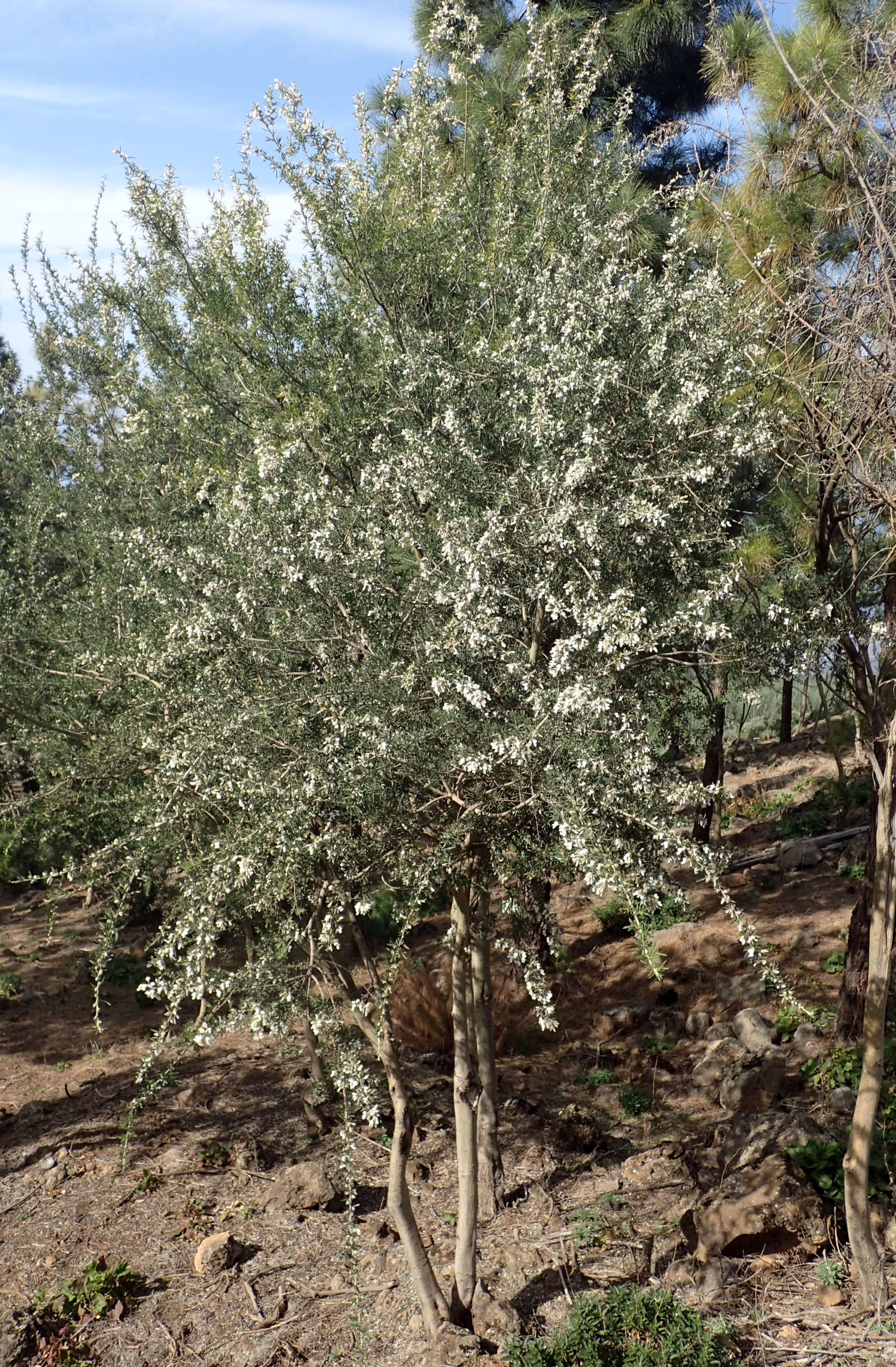Chamaecytisus proliferus tree in bloom, covered in small white flowers, with a multi-trunk base and green foliage against a blue sky