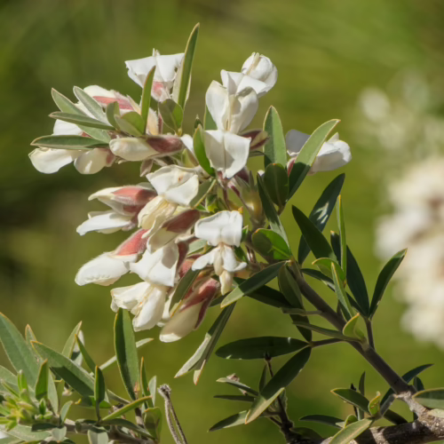 Chamaecytisus proliferus, known as tagasaste or tree lucerne, displays clusters of delicate white pea-like flowers with reddish-pink buds on a woody stem, set against a soft green blurred background.