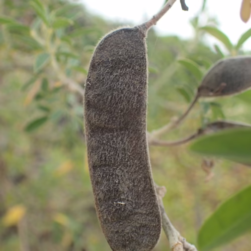 Chamaecytisus proliferus pod, a fuzzy, elongated brown seed pod hanging from a thin branch against a blurred green background.