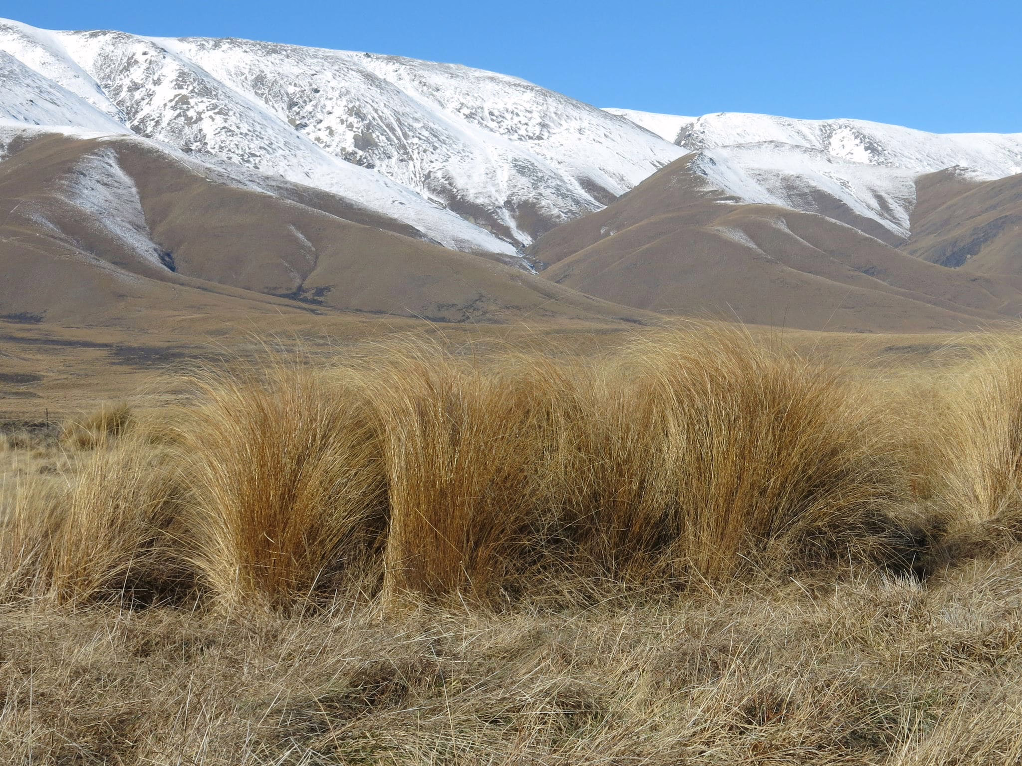 Chionochloa rubra, a native New Zealand tussock grass, displays its golden-brown, feathery plumes against a backdrop of snow-dusted mountains and dry, undulating hills.