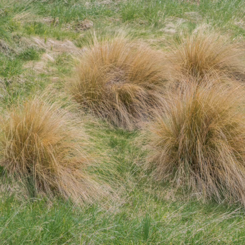 Chionochloa rubra, a ornamental grass with striking golden-red plumes, forms dense, tussocky mounds in a natural grassland setting.