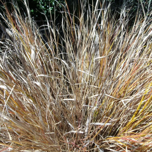 Chionochloa rubra ornamental grass in full sun, showcasing its dry, golden-brown, and reddish-brown blades forming a dense, arching clump