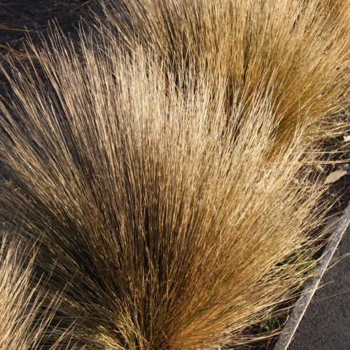 Close-up of Chionochloa rubra grass with fine, golden-brown blades, creating a dense, textured clump beside a dark paved surface.
