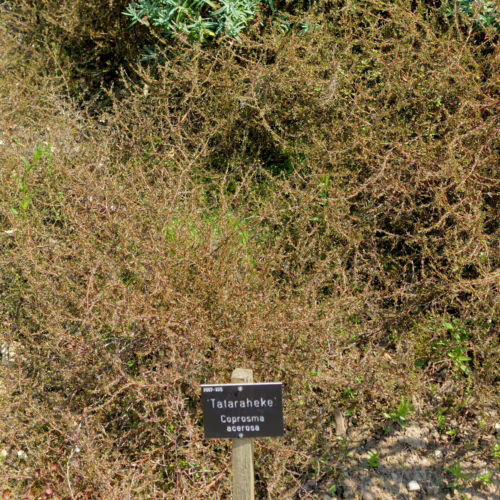 Coprosma acerosa, a dense, sprawling shrub with intricate, twiggy branches and small, leathery leaves, thrives in dry, sandy soil.