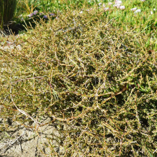 Coprosma acerosa plant, a low-growing shrub with tangled, twiggy branches and small, leathery leaves, thriving in sandy soil with green foliage background.
