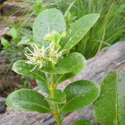 Coprosma lucida plant with glossy green leaves and small white flowers, ideal for garden or indoor decoration