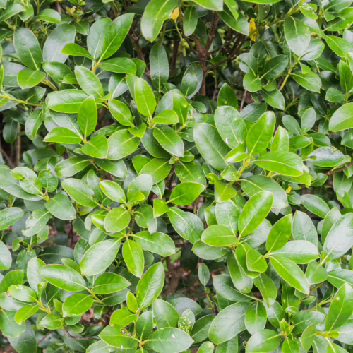 Close-up of Coprosma lucida plant with shiny, green leaves, ideal for indoor greenery