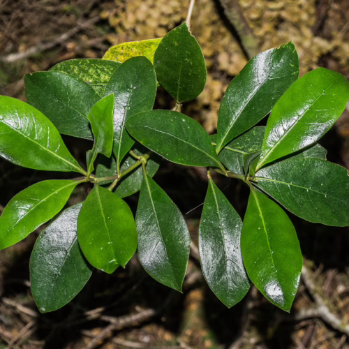 Close-up of Coprosma lucida plant with glossy green leaves, ideal for indoor or outdoor gardening