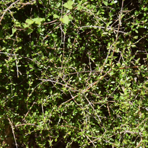 Coprosma rigida, a dense shrub with small, glossy green leaves and a tangled network of fine, woody branches, creating a lush, textured hedge.