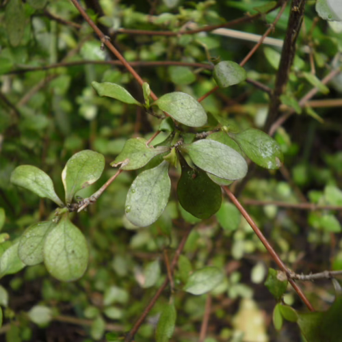 Coprosma rigida plant with small, oval, glossy green leaves and thin brown stems, showcasing its dense foliage and natural growth habit.
