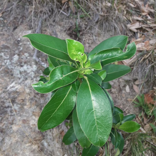Coprosma robusta plant with glossy, ovate green leaves and a central stem, growing in rocky, dry terrain