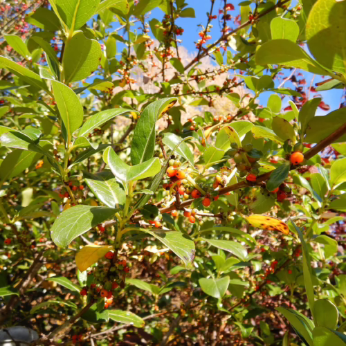 Coprosma robusta plant with glossy green leaves and clusters of small, bright orange berries against a blue sky background.
