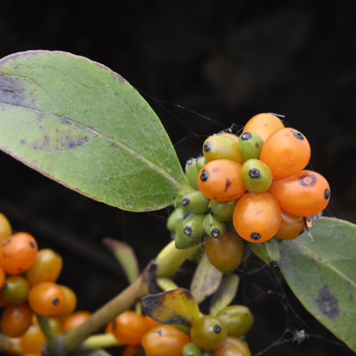 Coprosma robusta plant with clusters of bright orange berries and green leaves, some showing signs of age, with fine spiderwebs visible.