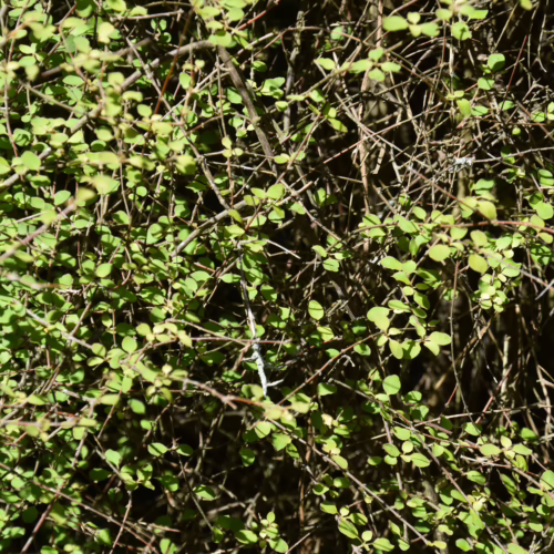 Coprosma rubra, a dense shrub with small, vibrant green leaves and intricate brown branches, creating a lush, naturalistic backdrop or hedge.