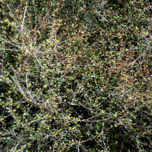Dense green foliage of Coprosma rubra shrub, showcasing small leaves and intricate branching structure, ideal for landscaping and hedging