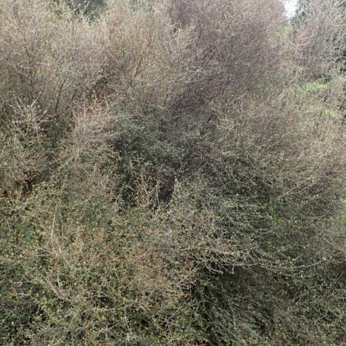 Dense, tangled Coprosma rubra shrub with fine, grey-brown branches and sparse, small green leaves, creating a textured, naturalistic appearance.