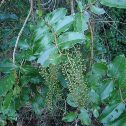 Coriaria arborea plant with clusters of small, green, berry-like fruits hanging from branches amidst lush green leaves