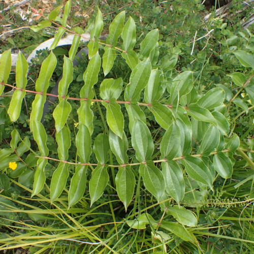 Coriaria arborea branch with vibrant green, compound leaves and a small yellow flower, showcasing its lush foliage and natural beauty