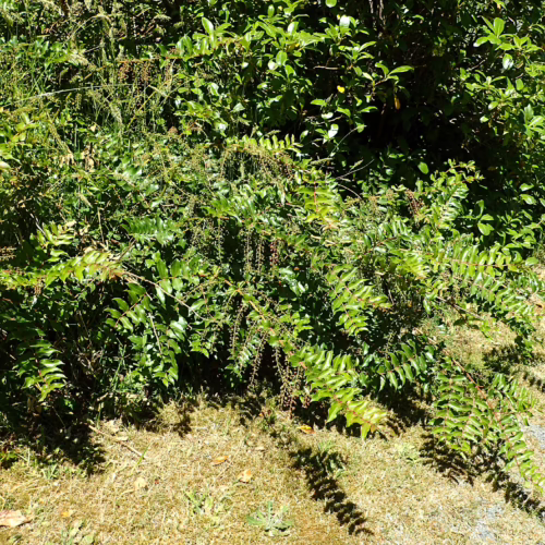 Coriaria arborea plant with lush green, serrated leaves and small, dangling clusters of berries, casting dappled shade on dry, grassy ground.