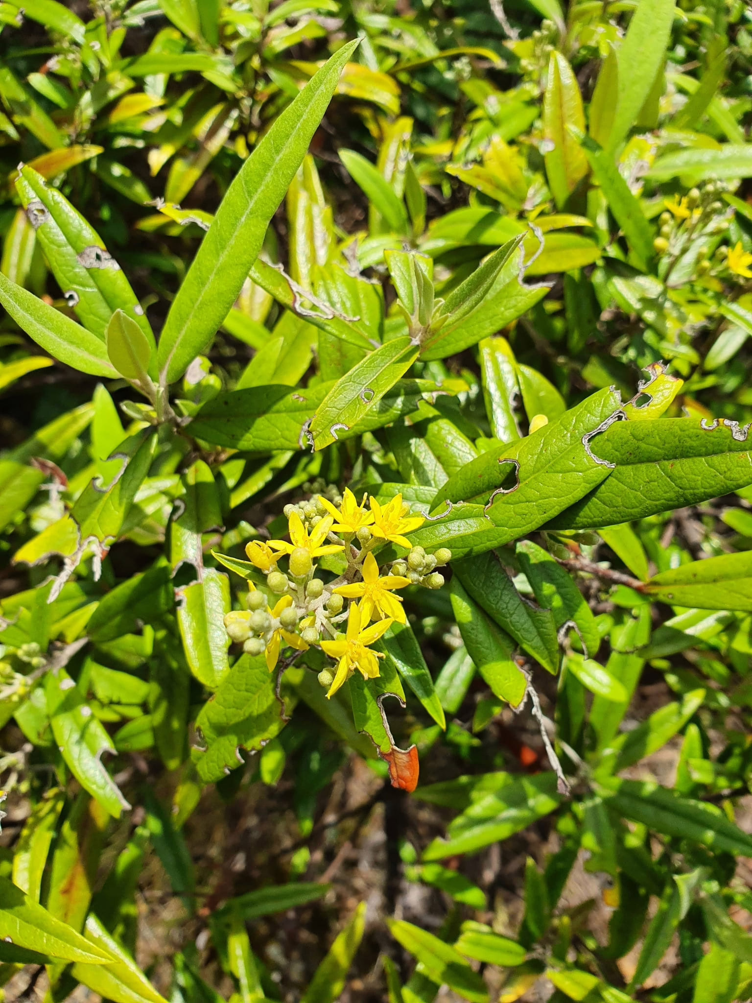 Corokia x virgata 'Buddleioides' shrub with bright yellow star-shaped flowers and glossy green leaves, some showing signs of nibbling.
