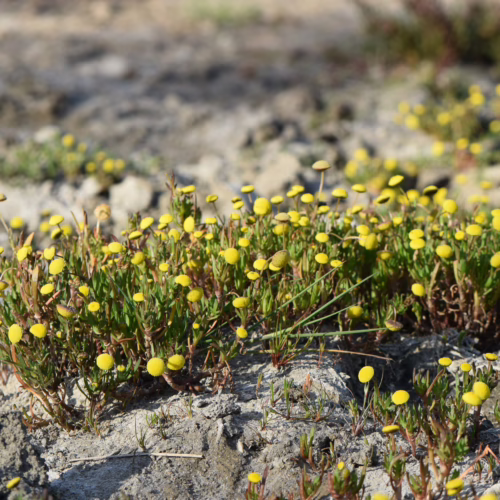 Cotula coronopifolia, a low-growing plant with small, bright yellow daisy-like flowers and green, feathery foliage, thrives in rocky, arid environments.