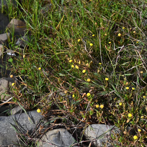 Cotula coronopifolia, a low-growing plant with bright yellow daisy-like flowers and green foliage, thrives along a rocky stream bank.