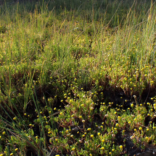 Cotula coronopifolia, a low-growing plant with dense green foliage and numerous small yellow button-like flowers, thriving in a sunny, grassy environment.