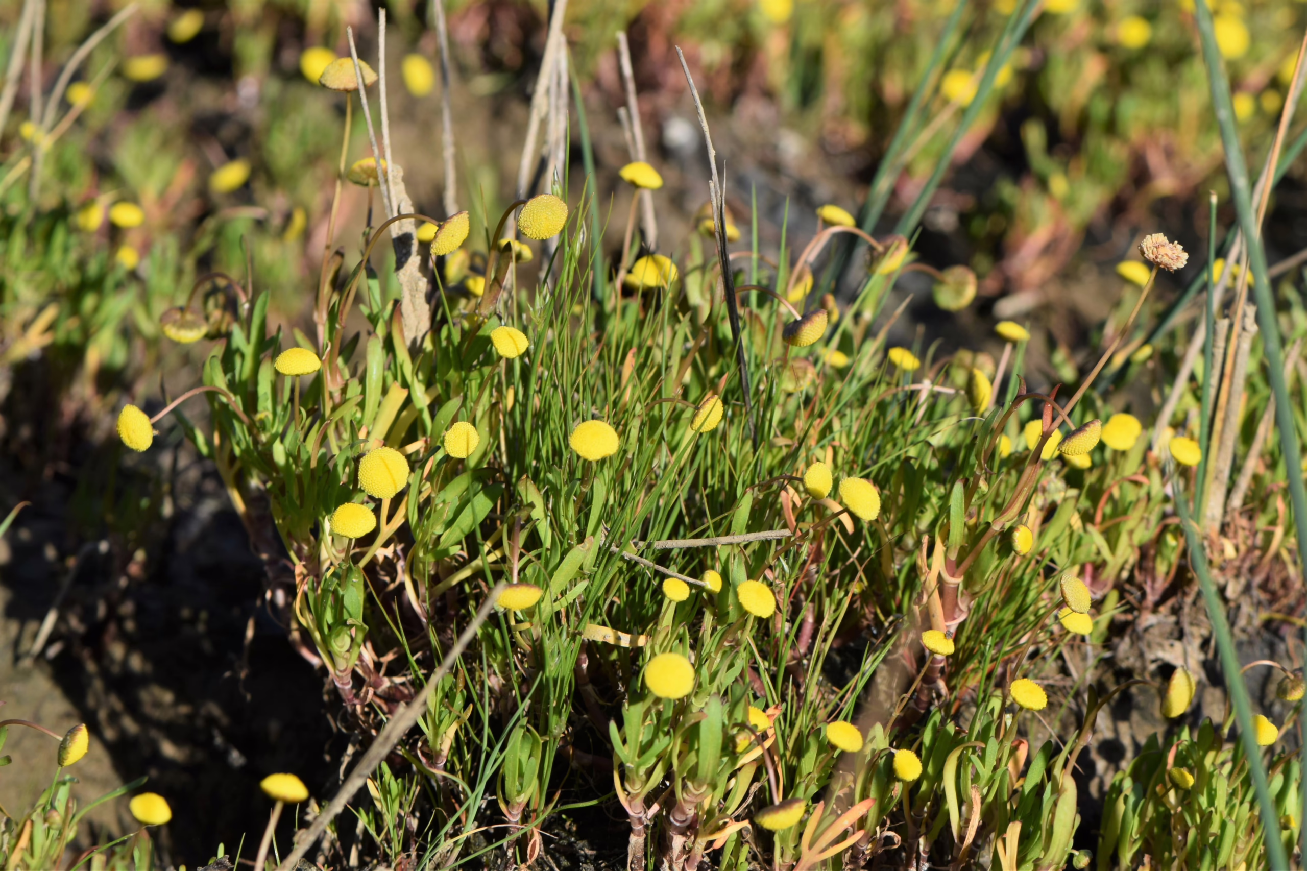 Cotula coronopifolia, a low-growing plant with bright yellow button-like flowers and green foliage, thrives in a natural outdoor setting.