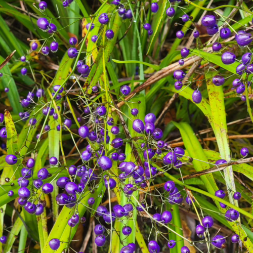 Dianella nigra plant with vibrant purple berries clustered on thin stems amidst lush green foliage, creating a striking natural display.