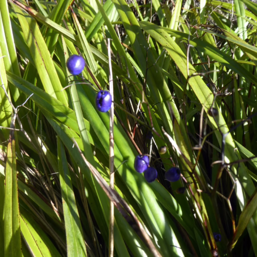 Dianella nigra plant with long, arching green leaves and clusters of small, dark blue berries, showcasing its natural beauty and texture.